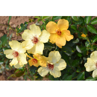 Rosier Terre des Roses® - Francine Royneau® - ©Roses Guillot®