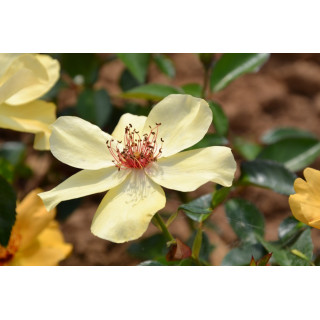 Rosier Terre des Roses® - Francine Royneau® - ©Roses Guillot®