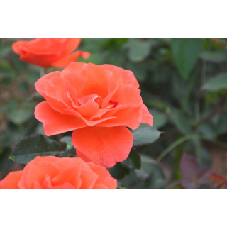 Rosier Hybride de Thé Guillot® - Candelabra®