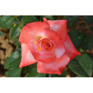 Rosier Hybrides de Thé Guillot® - Gemini® - ©Roses Guillot®