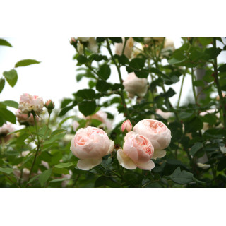 Rosier Guillot® Générosa® - GUILLOT N°1 - ©Roses Guillot®