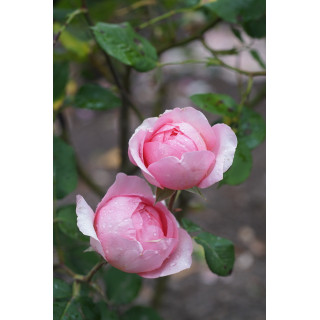 Rosier Guillot® Générosa® - Rose Amandine Chanel®