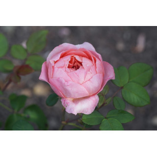 Rosier Guillot® Générosa® - Rose Amandine Chanel®