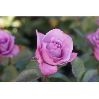Rosier Bossuet, Aigle de Meaux®