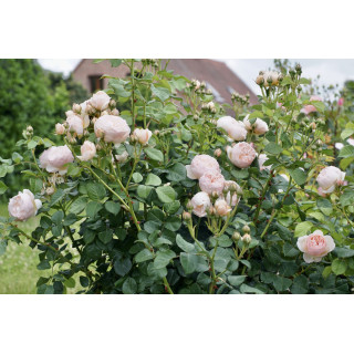 Rosier Guillot® Générosa® - GUILLOT N°1 - ©Roses Guillot®