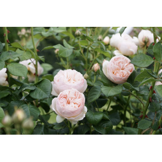 Rosier Guillot® Générosa® - GUILLOT N°1 - ©Roses Guillot®