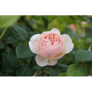 Rosier Guillot® Générosa® - GUILLOT N°1 - ©Roses Guillot®