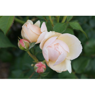 Rosier Guillot® Générosa® - GUILLOT N°1 - ©Roses Guillot®