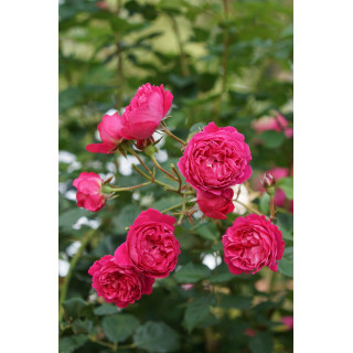Rosier Guillot® Générosa® - Cybelle® - ©Roses Guillot®