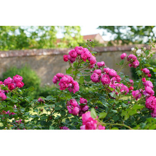 Rosier Guillot® Générosa® - Cybelle® - ©Roses Guillot®