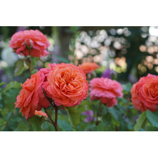 Rosier Guillot® Générosa® -  Emilien Guillot® - ©Roses Guillot®