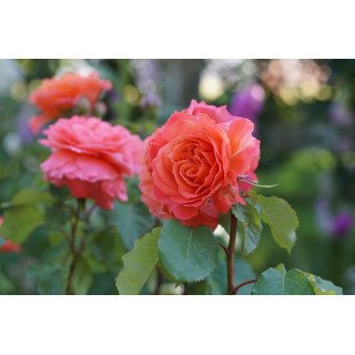 Rosier Guillot® Générosa® -  Emilien Guillot® - ©Roses Guillot®