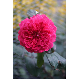 Rosier Générosa® -  L'Ami des Jardins® - ©Roses Guillot®