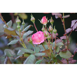 Rosier Générosa® - Madame de Staël - ©Roses Guillot®