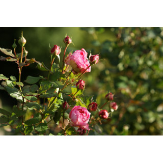 Rosier Générosa® - Madame de Staël - ©Roses Guillot®