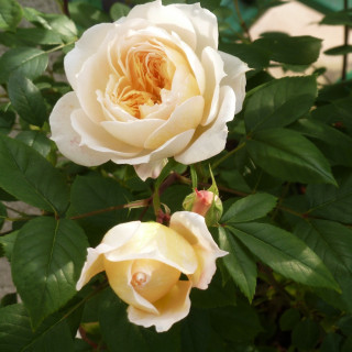 Rosier Générosa® - Marc-Antoine Charpentier - ©Roses Guillot®