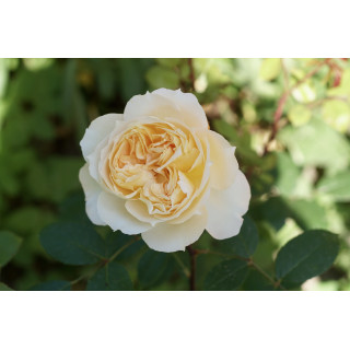 Rosier Générosa® - Marc-Antoine Charpentier - ©Roses Guillot®