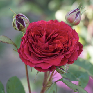 Rosier Générosa® - Michel Jonasz - ©Roses Guillot®