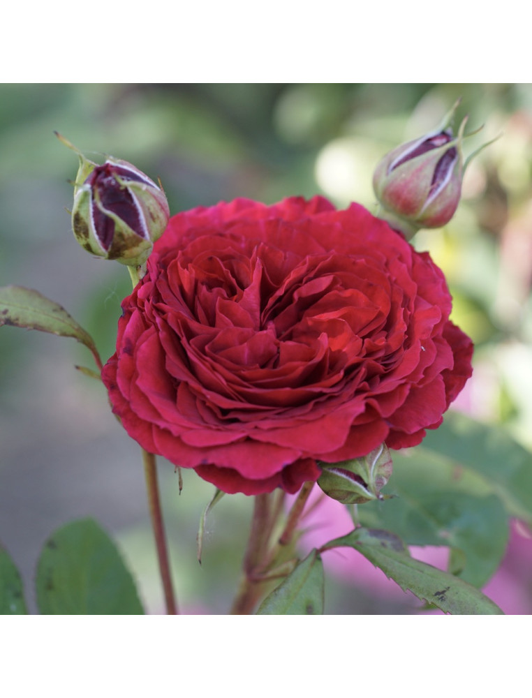 Rosier Générosa® - Michel Jonasz - ©Roses Guillot®
