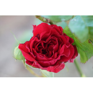 Rosier Générosa® - Michel Jonasz - ©Roses Guillot®