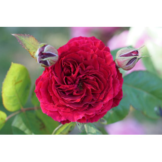 Rosier Générosa® - Michel Jonasz - ©Roses Guillot®