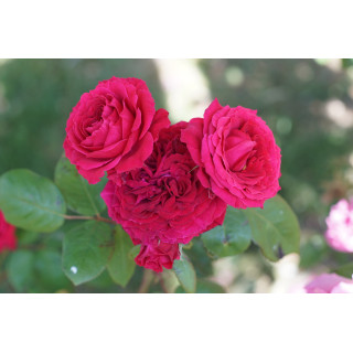 Rosier Générosa® - Michel Jonasz - ©Roses Guillot®