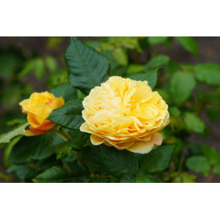 Rosier jaune Générosa® - 100 Idées Jardin®