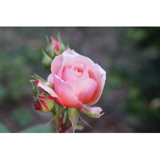 Rosier Générosa® - Paul Bocuse - ©Roses Guillot®