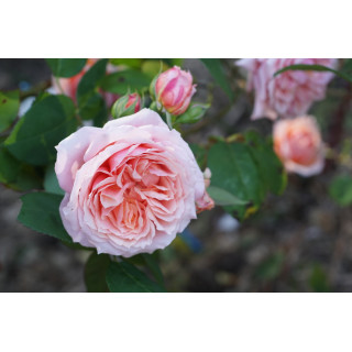 Rosier Générosa® - Paul Bocuse - ©Roses Guillot®