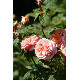 Rosier Générosa® - Paul Bocuse - ©Roses Guillot®