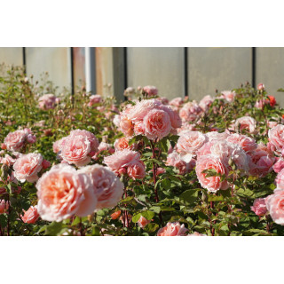 Rosier Générosa® - Paul Bocuse - ©Roses Guillot®