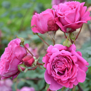 Rosier Generosa® -  Ventilo - ©Roses Guillot®