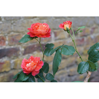 Rosier Générosa® - Reine Sammut - ©Roses Guillot®