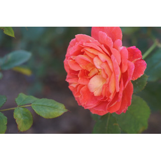 Rosier Générosa® - Reine Sammut - ©Roses Guillot®