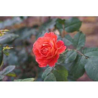 Rosier Générosa® - Reine Sammut - ©Roses Guillot®