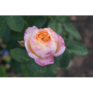 Rosier Générosa® - Rosomane Janon - ©Roses Guillot®