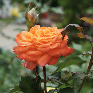 Rosier Générosa®  Guillot® - Valérie de Montgolfier®