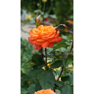 Rosier Générosa®  Guillot® - Valérie de Montgolfier®