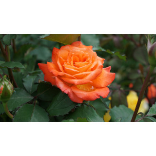 Rosier Générosa®  Guillot® - Valérie de Montgolfier®
