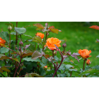 Rosier Générosa®  Guillot® - Valérie de Montgolfier®