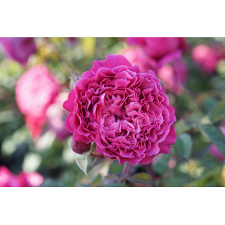 Rosier Generosa® -  Ventilo - ©Roses Guillot®