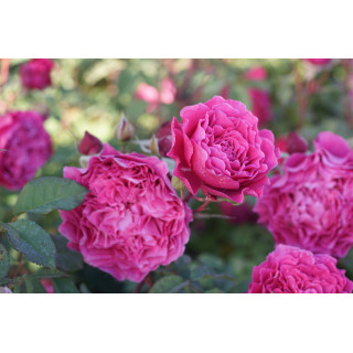 Rosier Generosa® -  Ventilo - ©Roses Guillot®