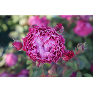Rosier Generosa® -  Ventilo - ©Roses Guillot®