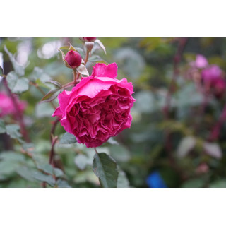 Rosier Generosa® -  Ventilo - ©Roses Guillot®