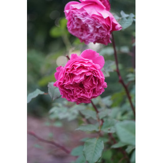 Rosier Generosa® -  Ventilo - ©Roses Guillot®
