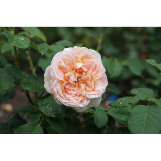 Rosier Générosa® - Véronique B - ©Roses Guillot®