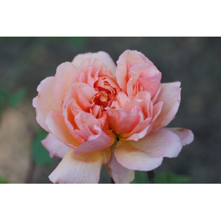 Rosiers Générosa® - Versigny - ©Roses Guillot®