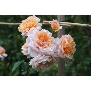 Rosiers Générosa® - Versigny - ©Roses Guillot®