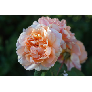 Rosiers Générosa® - Versigny - ©Roses Guillot®