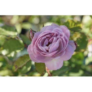 Rosier Guillot® Générosa® - Florence Delattre -©Roses Guillot®